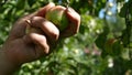 Collect Apples Hands Harvest