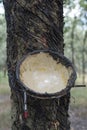 Collect bowl on rubber trees in a plantation in southern Vietnam