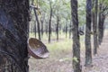 Collect bowls on rubber trees in a plantation in southern Vietnam