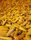 Collect corn crop. Pile of cob of corn after harvest