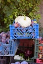 Collect and harvest summer agricultural products such as squash, peaches, peppers and plums Royalty Free Stock Photo