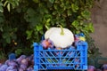 Harvest summer crops such as squash and peaches and collect them in baskets Royalty Free Stock Photo