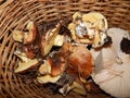 Collect mushrooms in the country