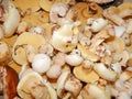 Collect mushrooms in the country