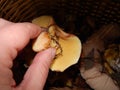 Collect mushrooms in the country