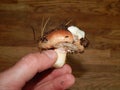 Collect mushrooms in the country