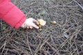 Collect mushrooms in the forest