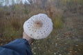 We collect mushrooms umbrellas in the morning in the forest and cook