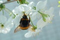 Collect nectar from flowers with hard-working bumblebee