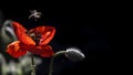 Collect nectar from a poppy flower.Poppy originality. Royalty Free Stock Photo