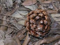 Collect an old pine cone Royalty Free Stock Photo
