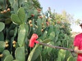 Collect prickly pears in plastic