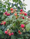 Collect ripe raspberry berries. Raspberry berries on bush Royalty Free Stock Photo
