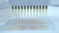 Collect the samples from microplate using multichannel automatic pipette for ELISA test or immuno assay