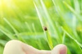 Collect and search for ticks. Encephalitic tick in a man\'s hand on green background. Dangerous blood-sucking arthropod animal