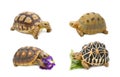 Collect of tortoise exotic animals Royalty Free Stock Photo