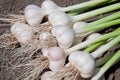 Collected bunch of heads of garlic is on a heap