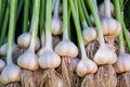 Collected bunch of heads of garlic is on a heap