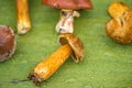 Collected, eatable mushrooms in Poland Royalty Free Stock Photo