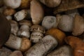 Collected edible forest mushrooms with orange, brown caps