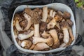 Mushrooms morels
