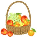 Collected a generous harvest. In the basket are apples, bananas, grapes, persimmons and oranges. Fresh beautiful fruit. Vector