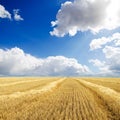 Collected harvest in windrows Royalty Free Stock Photo