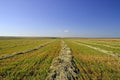Collected harvest in windrows Royalty Free Stock Photo