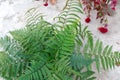 Collected Leaf fern of close up