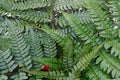 Collected Leaf fern of close-up