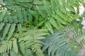 Collected Leaf fern of close_up