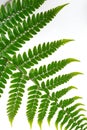 Collected Leaf fern isolated on white background Royalty Free Stock Photo