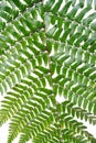 Collected Leaf fern isolated on white background Royalty Free Stock Photo