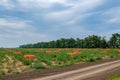 Collected onions in orange mesh bags on the field. Eco-friendly fresh vegetables are harvested for sale. Agroindustry.