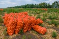 Collected onions in orange mesh bags on the field. Eco-friendly fresh vegetables are harvested for sale. Agroindustry.