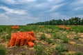 Collected onions in orange mesh bags on the field. Eco-friendly fresh vegetables are harvested for sale. Agroindustry.