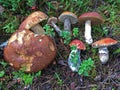 Collected Orange-Cap and Brown Boletus in The Forest Boletus Edulis Leccinum Aurantiacum