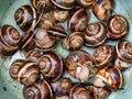 Collected snails helix lucorum in plastic bucket Royalty Free Stock Photo
