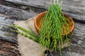 Collected in spring fresh young shoots few twigs Equisetum arvense, field horsetail or common horsetail on wooden plate Royalty Free Stock Photo