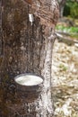 Collectig rubber tree sap Royalty Free Stock Photo