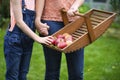 Collecting apples Royalty Free Stock Photo