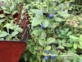 Collecting berries. Steel berry harvester with harvested blueberries inside. Selective focus