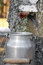 Collecting birch juice Royalty Free Stock Photo