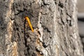 collecting birch sap in close-up. Birch juice drips through a special tube Royalty Free Stock Photo