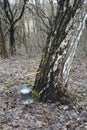 collecting birch sap in the forest in spring