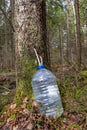 Collecting birch sap in the spring. Harvesting birch sap. A bottle in which the juice drips through a hole in a birch tree Royalty Free Stock Photo