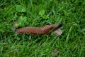 Collecting brown rusty orange Spanish snails from a vegetable garden where their invasion damages the leaves. Collection of gloved Royalty Free Stock Photo