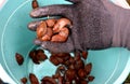 Collecting brown rusty orange Spanish snails from a vegetable garden where their invasion damages the leaves. Collection of gloved Royalty Free Stock Photo