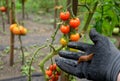 Collecting brown rusty orange Spanish snails from a vegetable garden where their invasion damages the leaves Collection gloved bu Royalty Free Stock Photo