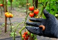 Collecting brown rusty orange Spanish snails from a vegetable garden where their invasion damages the leaves Collection gloved bu Royalty Free Stock Photo